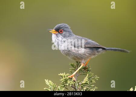 Balearic warbler (Sylvia balearica, Sylvia sarda balearica), male sings on Juniperus phoenicea, Spain, Balearic Islands, Majorca Stock Photo