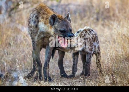 spotted hyena (Crocuta crocuta), suckling her cub, South Africa, Mpumalanga, Kruger National Park Stock Photo