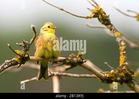 yellowhammer (Emberiza citrinella), male perching on a branch, Germany, Baden-Wuerttemberg Stock Photo