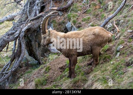 Alpine ibex (Capra ibex, Capra ibex ibex), with winter fur stands on a slope, Switzerland, Grisons Stock Photo