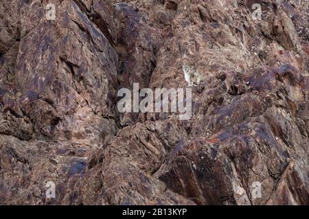 snow leopard (Uncia uncia, Panthera uncia), sitting in a rock wall, India, Hemis National Park Stock Photo