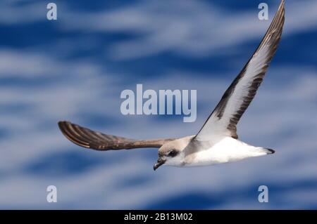 black-winged petrel (Pterodroma nigripennis), flying over the pacific ocean, New Zealand Stock Photo