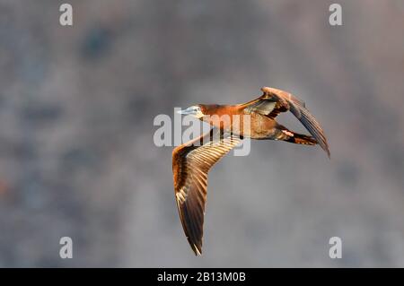 brown booby (Sula leucogaster), immature in flight, Africa Stock Photo