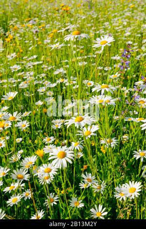 oxeye daisy, ox-eye daisy, white-weed, white daisy, dog daisy, marguerite (Chrysanthemum leucanthemum, Leucanthemum vulgare), flower meadow with sage, Salvia pratensis, Switzerland, Zuercher Oberland Stock Photo