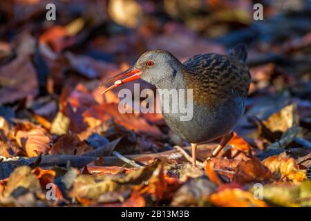 water rail (Rallus aquaticus), on the forest ground, Germany, Baden-Wuerttemberg Stock Photo