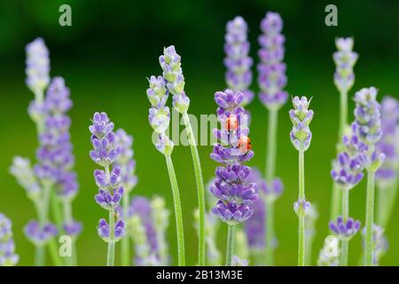 two-spot ladybird, 2-spot ladybird (Adalia bipunctata), two ladybirds on lavender, Switzerland Stock Photo
