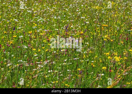 species-rich blooming meadow , Germany, Baden-Wuerttemberg, Swabian Alb Stock Photo