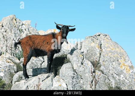 domestic goat (Capra hircus, Capra aegagrus f. hircus), standing on a rock, side view, Spain, Balearic Islands, Majorca Stock Photo