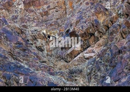 snow leopard (Uncia uncia, Panthera uncia), climbing in a rock wall, side view, India, Hemis National Park Stock Photo