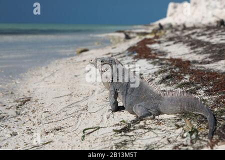 Cayman Islands ground iguana, Cuban ground iguana (Cyclura nubila nubila), on the beach, side view, Cuba, Cayo Largo Stock Photo