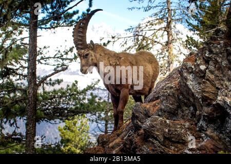 Alpine ibex (Capra ibex, Capra ibex ibex), stands in steep mountain forest, Switzerland, Grisons Stock Photo