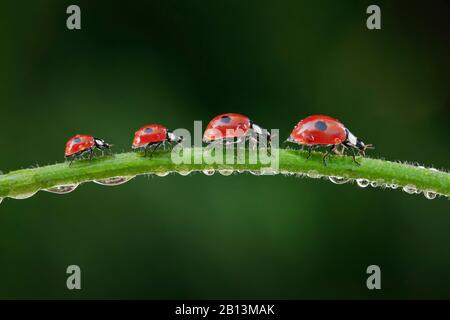 two-spot ladybird, 2-spot ladybird (Adalia bipunctata), ladybird family on a blade of grass, side view, Switzerland Stock Photo