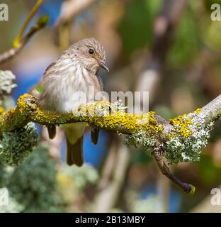 spotted flycatcher (Muscicapa striata), perched in a tree, France Stock Photo