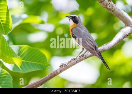 White-throated robin (Irania gutturalis, Irania gutteralis), male perched on a tree, Turkey Stock Photo