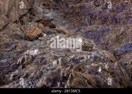 snow leopard (Uncia uncia, Panthera uncia), climbing in a rock wall, side view, India, Hemis National Park Stock Photo