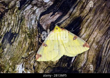 brimstone moth (Opisthograptis luteolata), sits on bark, Germany Stock Photo