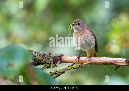common redstart (Phoenicurus phoenicurus), female perching with a caterpillar in the bill on a branch, Germany, Baden-Wuerttemberg Stock Photo