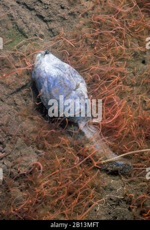 river worm, sludge-worm (Tubifex tubifex), at a dead tadpole, Germany Stock Photo