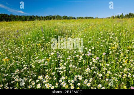 oxeye daisy, ox-eye daisy, white-weed, white daisy, dog daisy, marguerite (Chrysanthemum leucanthemum, Leucanthemum vulgare), flower meadow with rattle, Switzerland, Zuercher Oberland Stock Photo