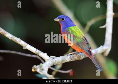 painted bunting (Passerina ciris), male sits on a branch, Cuba, Cayo Coco Stock Photo