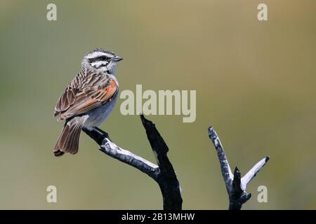 Cape bunting (Emberiza capensis), male perching on a burnt down branch, South Africa, Table Mountain National Park Stock Photo