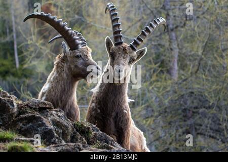 Alpine ibex (Capra ibex, Capra ibex ibex), portrait of two males, Switzerland, Grisons Stock Photo