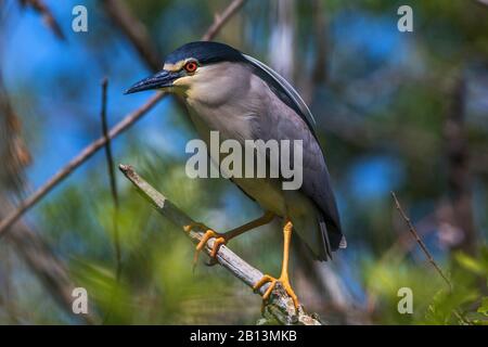 black-crowned night heron (Nycticorax nycticorax), sitting on a branch, Romania Stock Photo