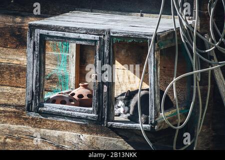 Cute cat sleeping at a hanging box Stock Photo