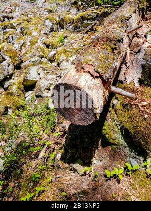 Cut log covered in moss lying on forest ground among rocks and plants. Stock Photo