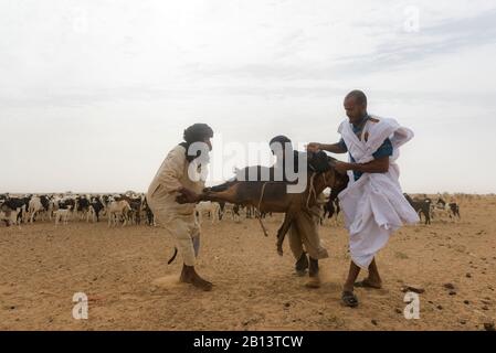 Goat herding nomads of the Adrar,Mauritania Stock Photo