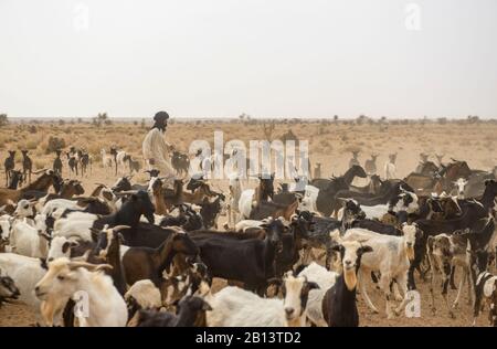 Goat herding nomads of the Adrar,Mauritania Stock Photo