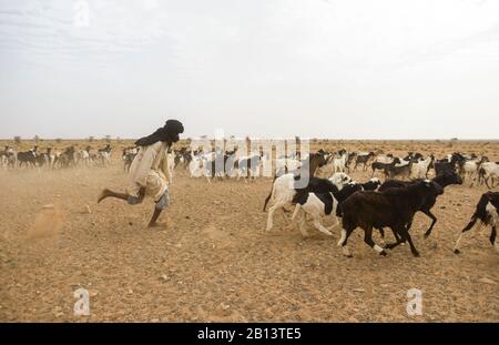 Goat herding nomads of the Adrar,Mauritania Stock Photo