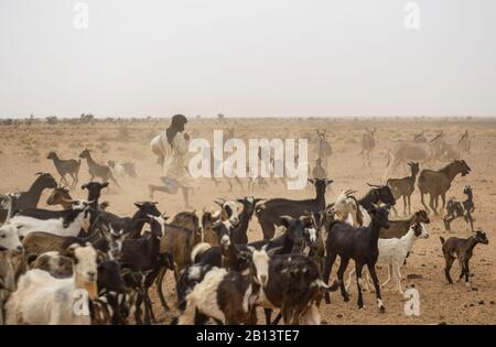 Goat herding nomads of the Adrar,Mauritania Stock Photo