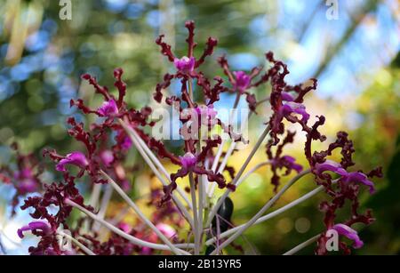 Beautiful clusters of purple Laelia Undulata tall orchid flowers Stock Photo