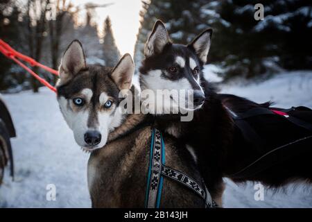 Husky sled dog tour, Thuringian Forest, Germany