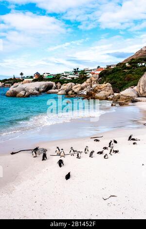 Penguins in Cape Town, South Africa Stock Photo