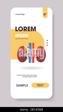 kidneys structure human internal organ anatomy healthcare medical concept renal system smartphone screen mobile app vertical copy space flat vector illustration Stock Vector