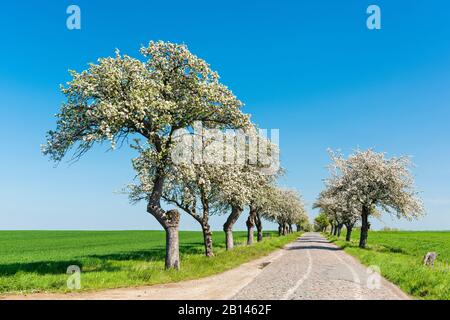 Avenue of flowering fruit trees, narrow cobbled country road, blue sky, Burgenlandkreis, Saxony-Anhalt, Germany Stock Photo