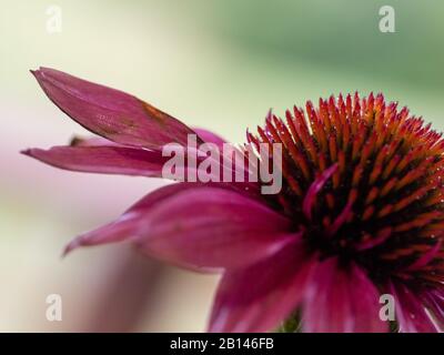 Macro of bright pink and orange Echinacea Purpurea or Cone flower, Cheyenne spirit, blooming in all it's glory Stock Photo