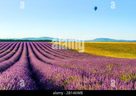 Lavender fields near Valensole in Southern France, Provence, France Stock Photo