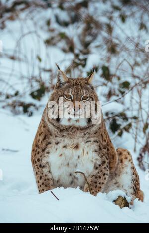 Eurasian lynx in the snow Stock Photo