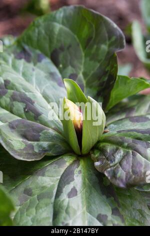 Trillium kurabayashii, the giant purple wakerobin. Stock Photo