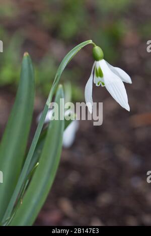 Galanthus ‘Armine’ snowdrop flowers. Stock Photo