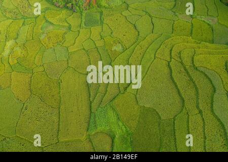 Rice fields near Hanoi, aerial view, Vietnam