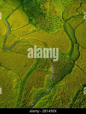 Rice fields near Hanoi, aerial view, Vietnam