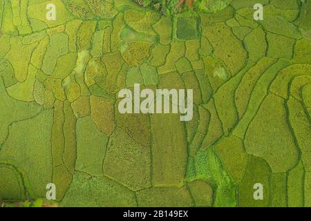 Rice fields near Hanoi, aerial view, Vietnam Rice fields near Hanoi, aerial view, Vietnam
