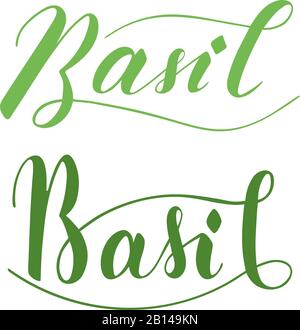 Vector hand written basil text isolated on white background. Kitchen healthy herbs and spices for cooking. Script brushpen lettering with flourishes. Stock Vector