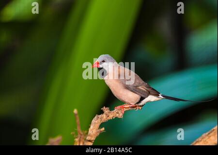 Long-tailed finch perched on a branch surveying  for any threats at a bird preserve in Port Douglas, Queensland, Australia Stock Photo