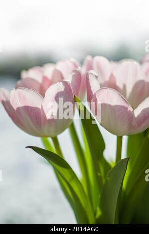 white tulips with slightly pink details in the sunlight Stock Photo