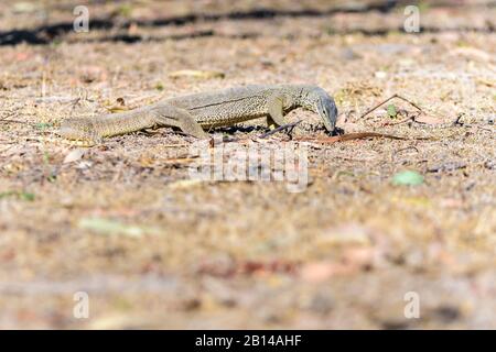 Sand monitor lizard in far outback Queensland, Australia Stock Photo - Alamy